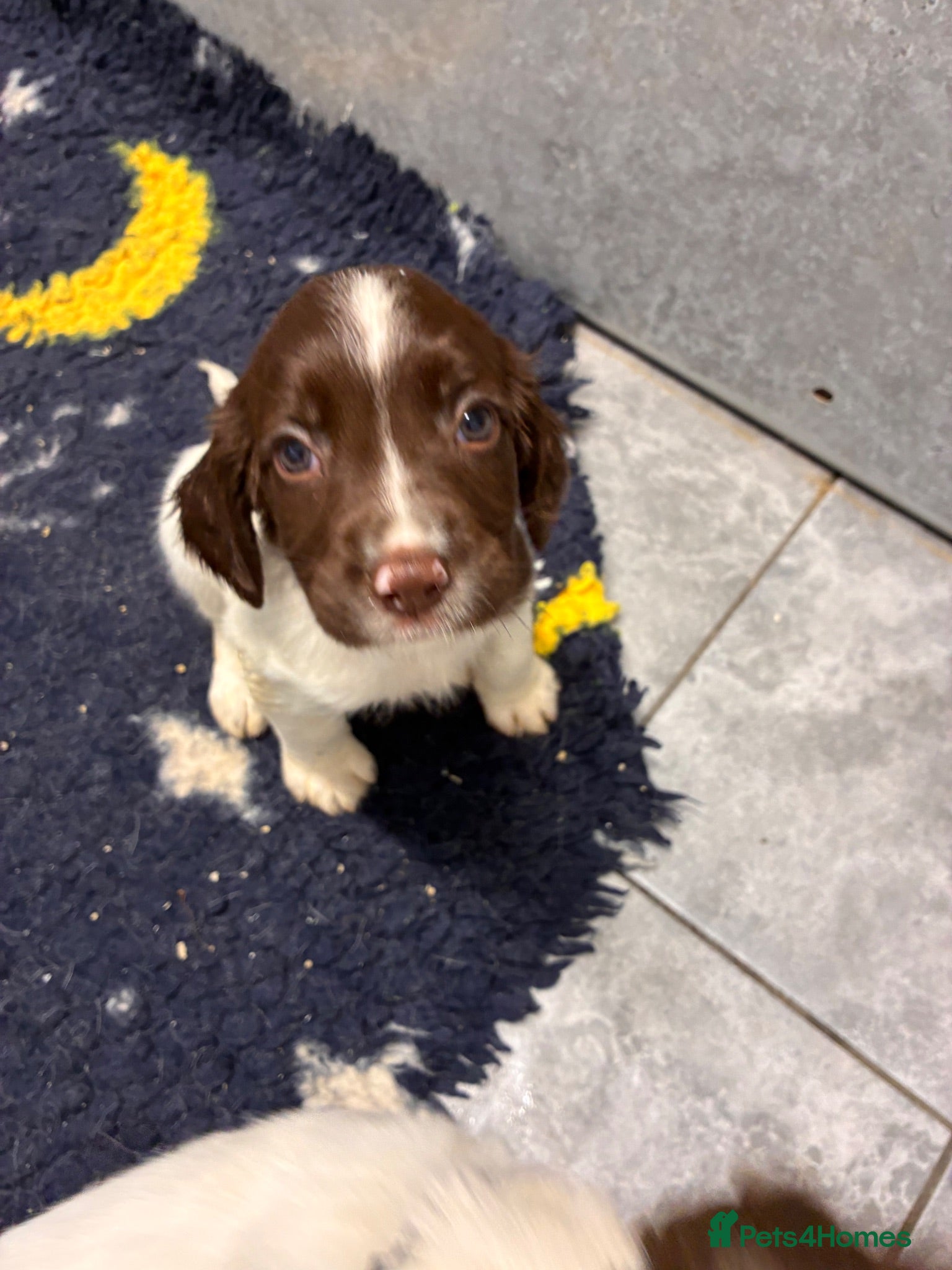 English Springer Spaniel dogs 3 DOGS 1 BITCH FTCH SIRED PUPS - Advert 1