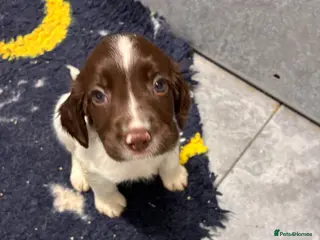 English Springer Spaniel dogs 3 DOGS 1 BITCH FTCH SIRED PUPS - Advert 1