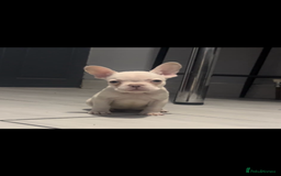 French Bulldog dogs for sale: French bull dog puppys  - Image 7