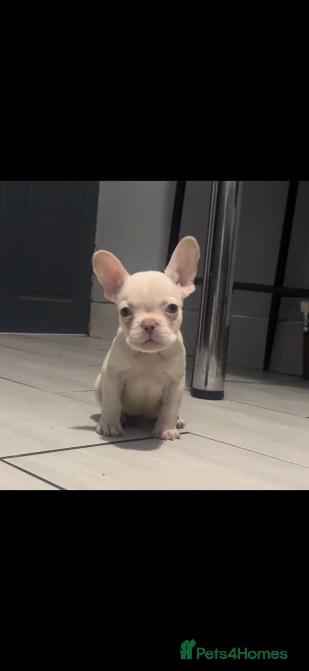 French Bulldog dogs for sale: French bull dog puppys  - Image 7
