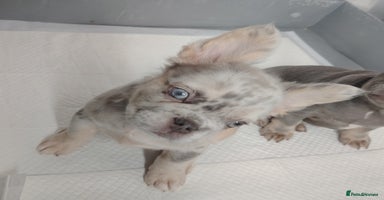 French Bulldog dogs - Advert 8