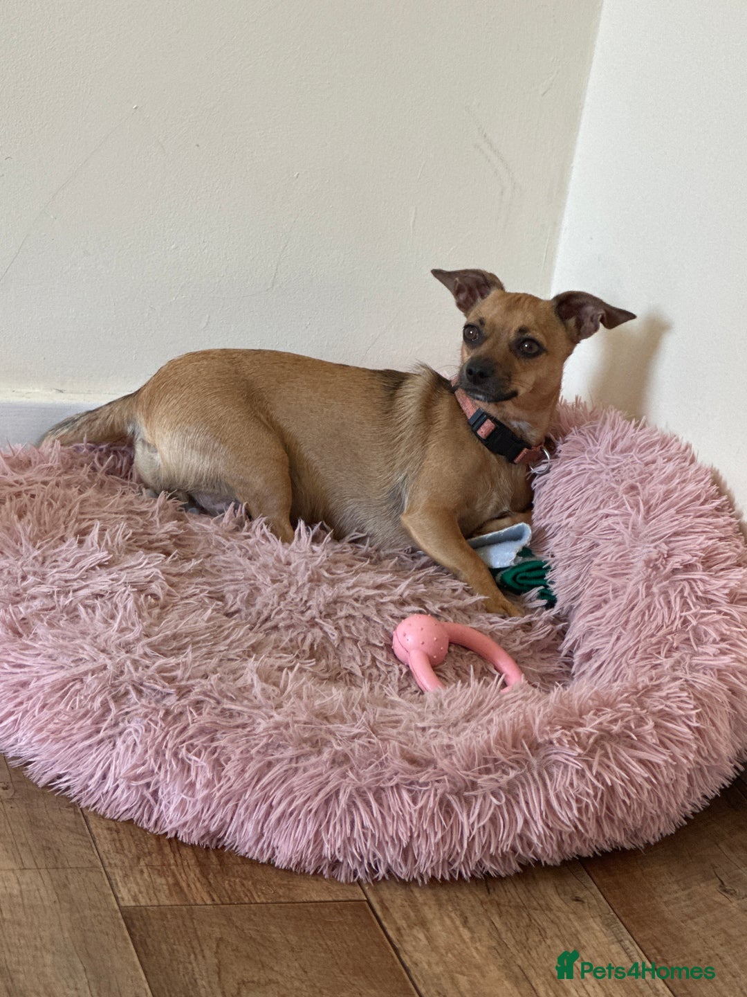 Jack Russell dogs for sale: Jack Russell Girl  - Image 7
