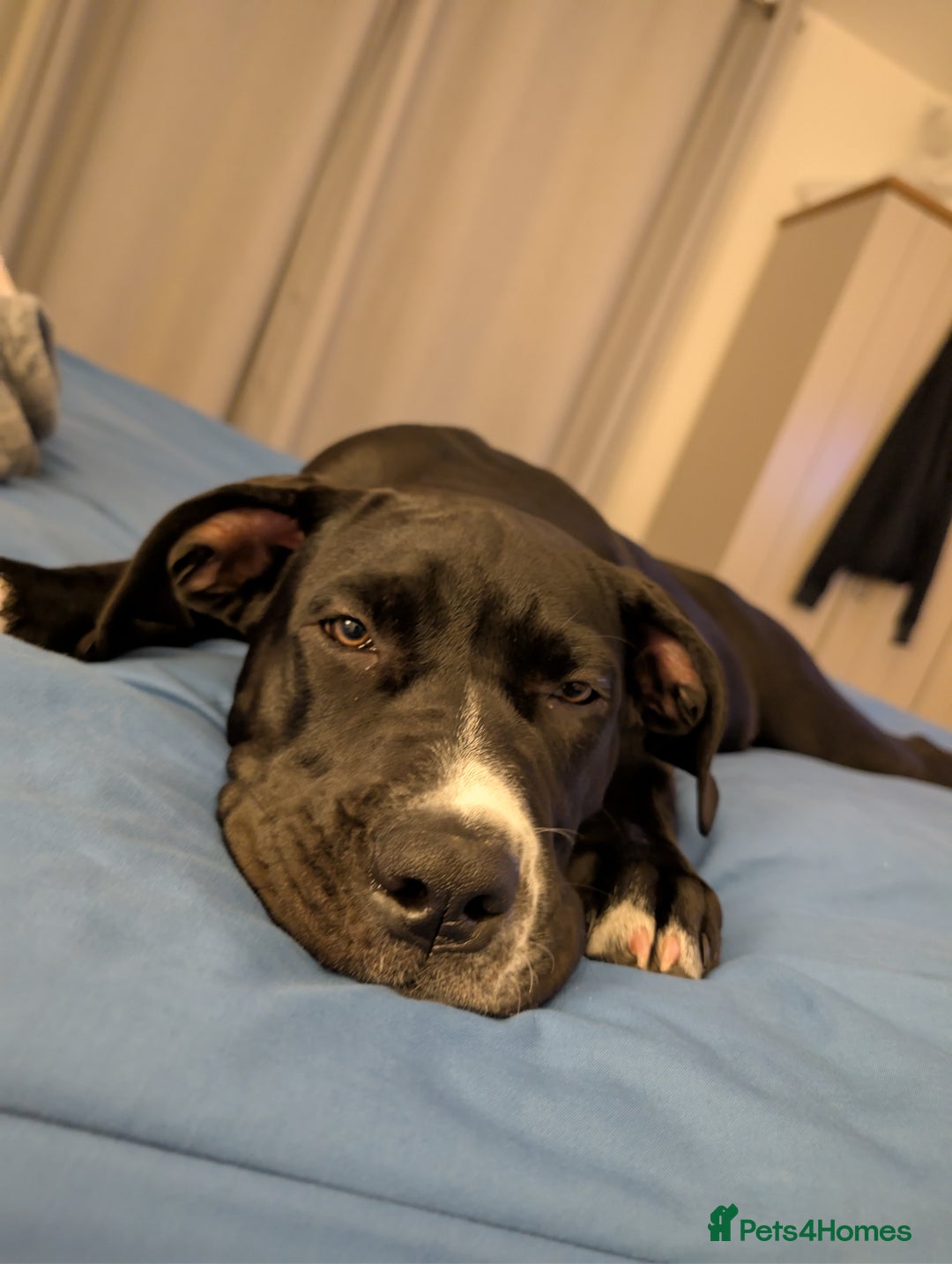 Presa Canario dogs for sale: 5 month old presa canario pup Milo - Image 2