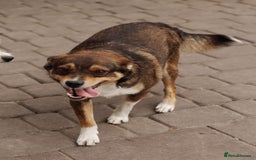 Mixed Breed dogs for adoption: 💙🐶 CHICO 🐶💙 - Image 11