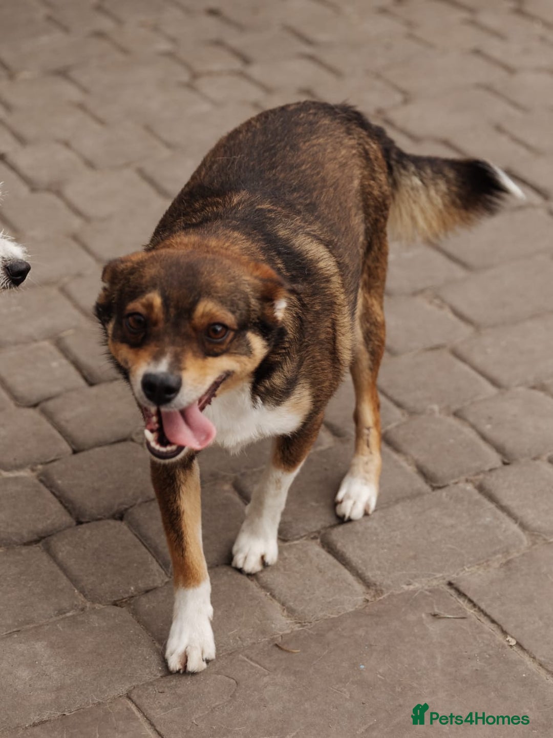 Mixed Breed dogs for adoption: 💙🐶 CHICO 🐶💙 - Image 11