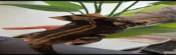 Bengal cats for sale: Beautiful Bengal Female Kittens – TICA Mum - Advert 14