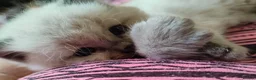 Ragdoll cats for sale: Ragdoll 3/4 x Persian kittens 1/4 in Cheddar - Advert 28