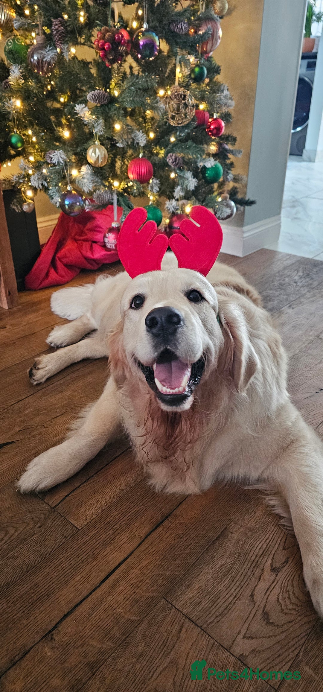 Golden Retriever dogs for stud: KC Golden Retriever for Stud in Harlow - Image 6