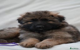 German Shepherd dogs for sale: German Shepherd Puppies - Image 35