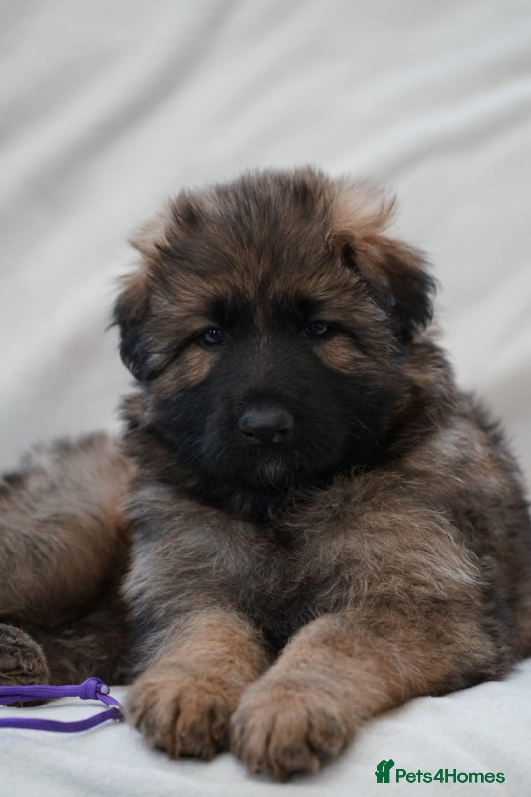 German Shepherd dogs for sale: German Shepherd Puppies - Image 35