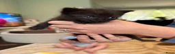 Mixed Breed cats for sale: Sphynx cross kittens  - Advert 8