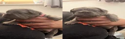 French Bulldog dogs for sale: KC registered beautiful fluffy French Bulldogs in Hailsham - Advert 8