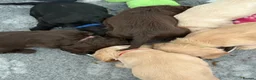 Cocker Spaniel dogs for sale: Stunning litter of home bred working cockers in Accrington - Advert 18