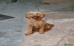 Miniature Poodle dogs for sale: Kc registration miniature poodle 1 year old  - Image 3
