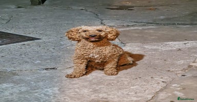Miniature Poodle dogs - Advert 14