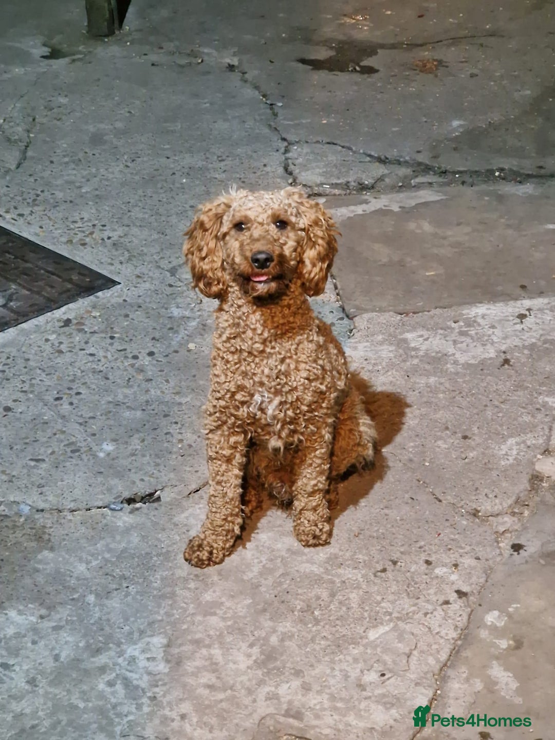Miniature Poodle dogs for sale: Kc registration miniature poodle 1 year old  - Image 3