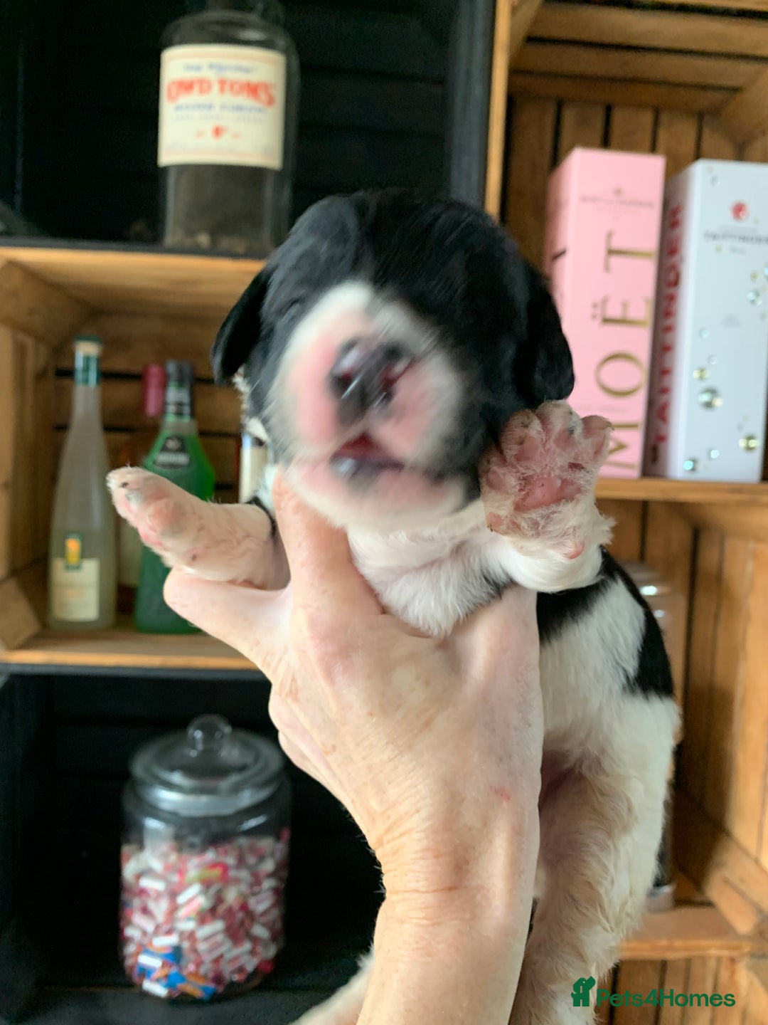 Bernedoodle dogs for sale: Standard Bernedoodle Blue Merle, Black White. - Image 23