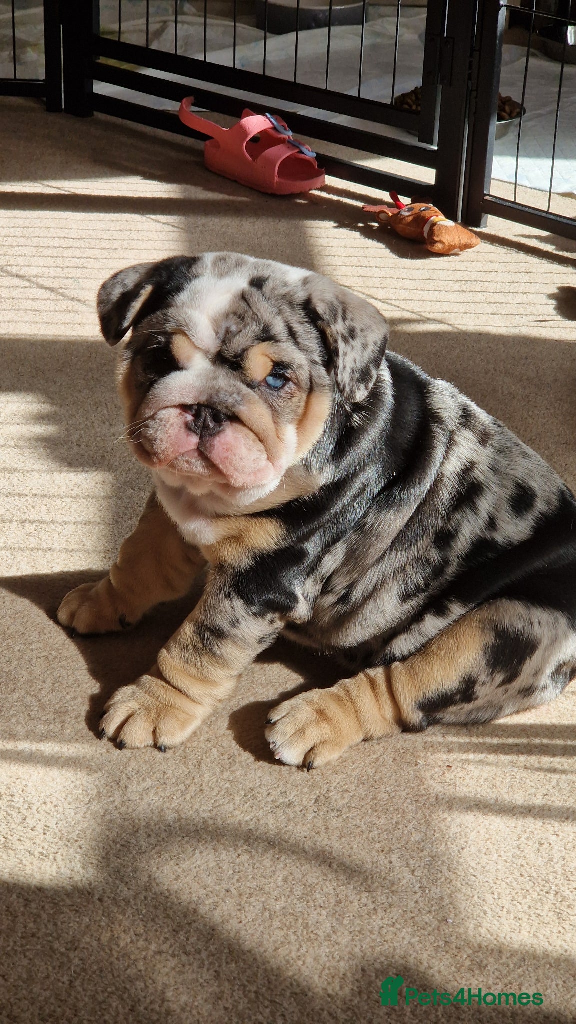 English Bulldog dogs Black Merle English Bulldog dwkc registered - Advert 8