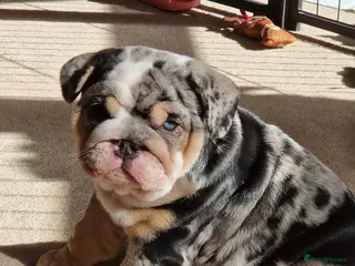 English Bulldog dogs Black Merle English Bulldog dwkc registered - Advert 8