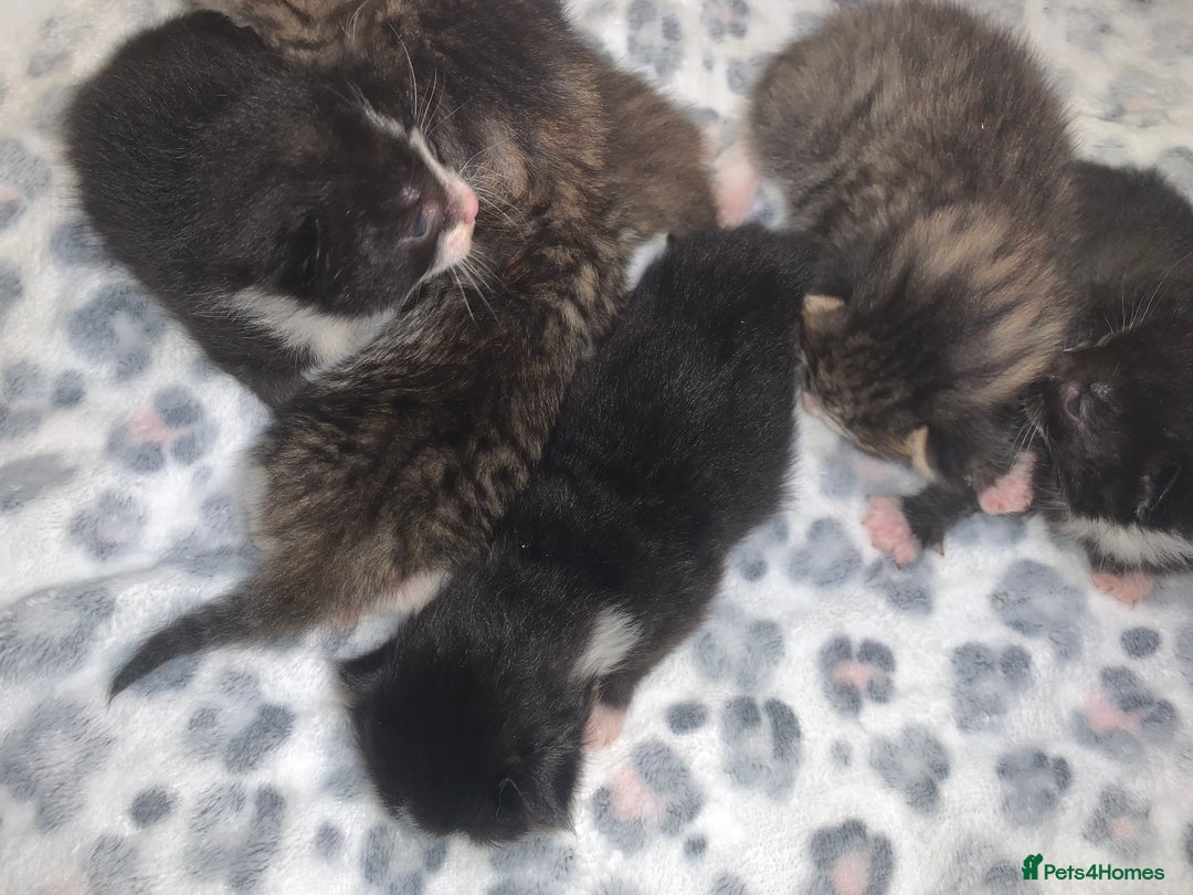 Mixed Breed cats for sale: Bright tabby’s and black kittens  - Advert 22