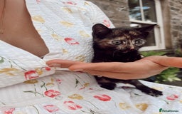 Mixed Breed cats for sale: *READY NOW* 3 beautiful kittens  - Image 14