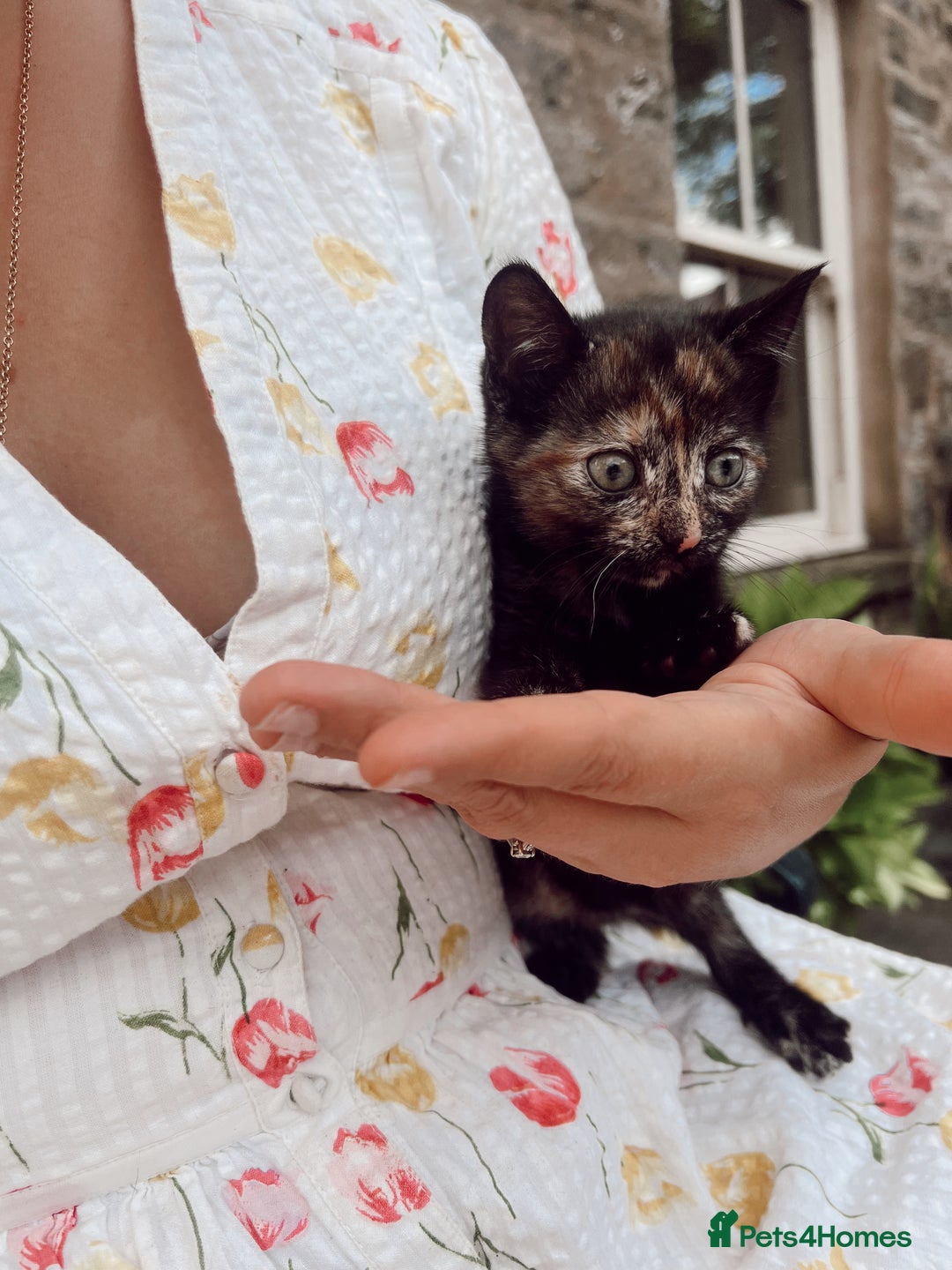 Mixed Breed cats for sale: *READY NOW* 3 beautiful kittens  - Image 14