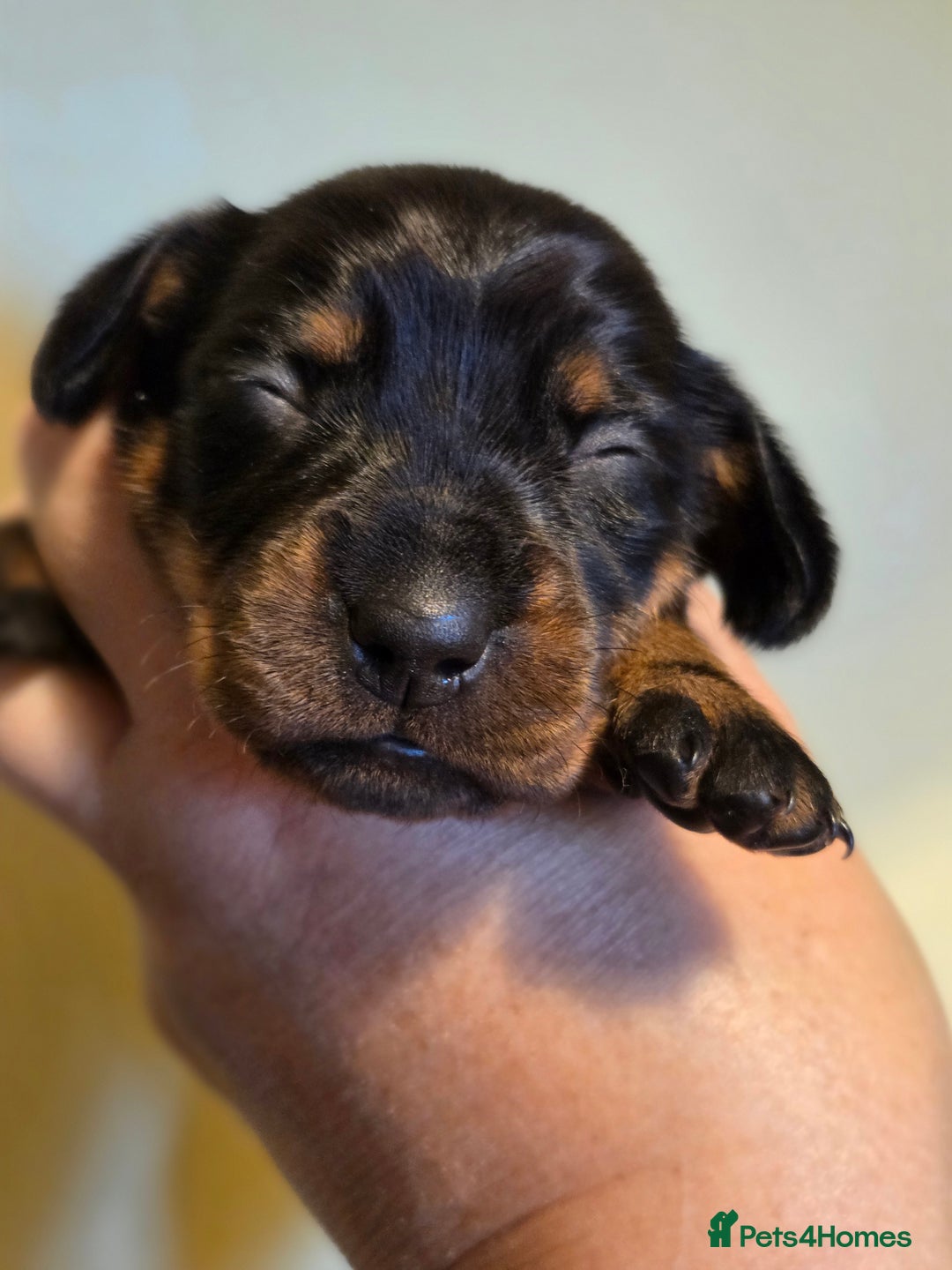Miniature Dachshund dogs for sale: Beautiful KC black and tan smooth girls - Image 3