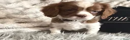 Cavalier King Charles Spaniel dogs for sale: KC REG EXCEPTIONAL EXTENSIVELY HEALTH TESTD PUPS  - Advert 10