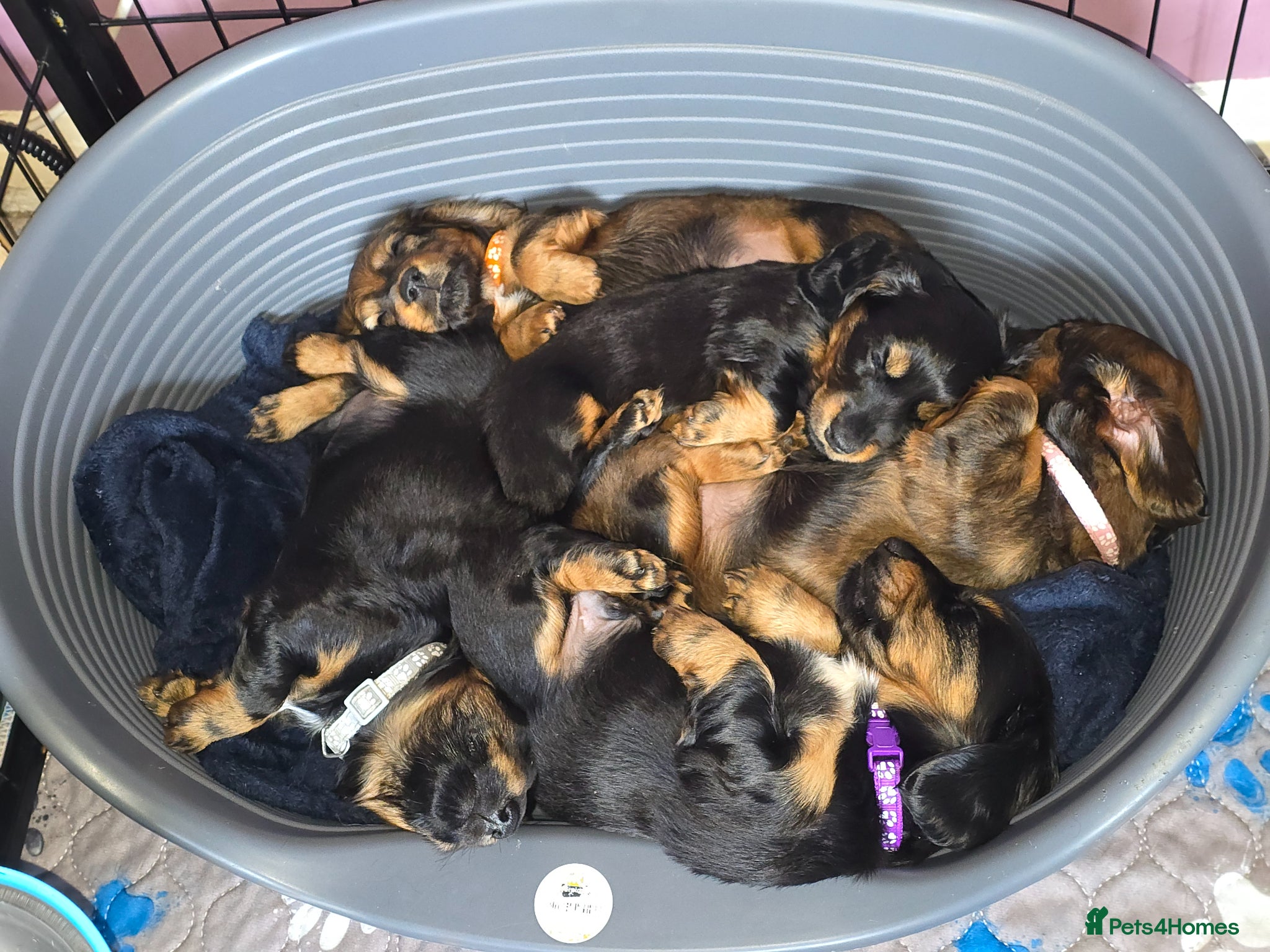 Miniature Dachshund dogs KC reg, Miniature Longhaired Dachshund - Advert 2