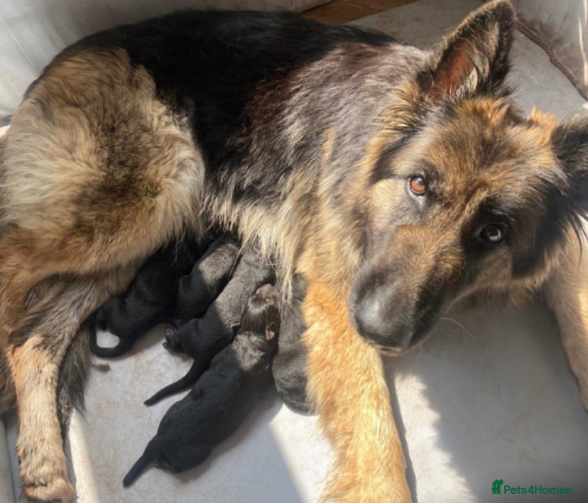 German Shepherd dogs KC German Shepherd puppies- Long established line - Advert 2
