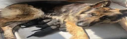 German Shepherd dogs for sale: KC German Shepherd puppies- Long established line - Advert 6