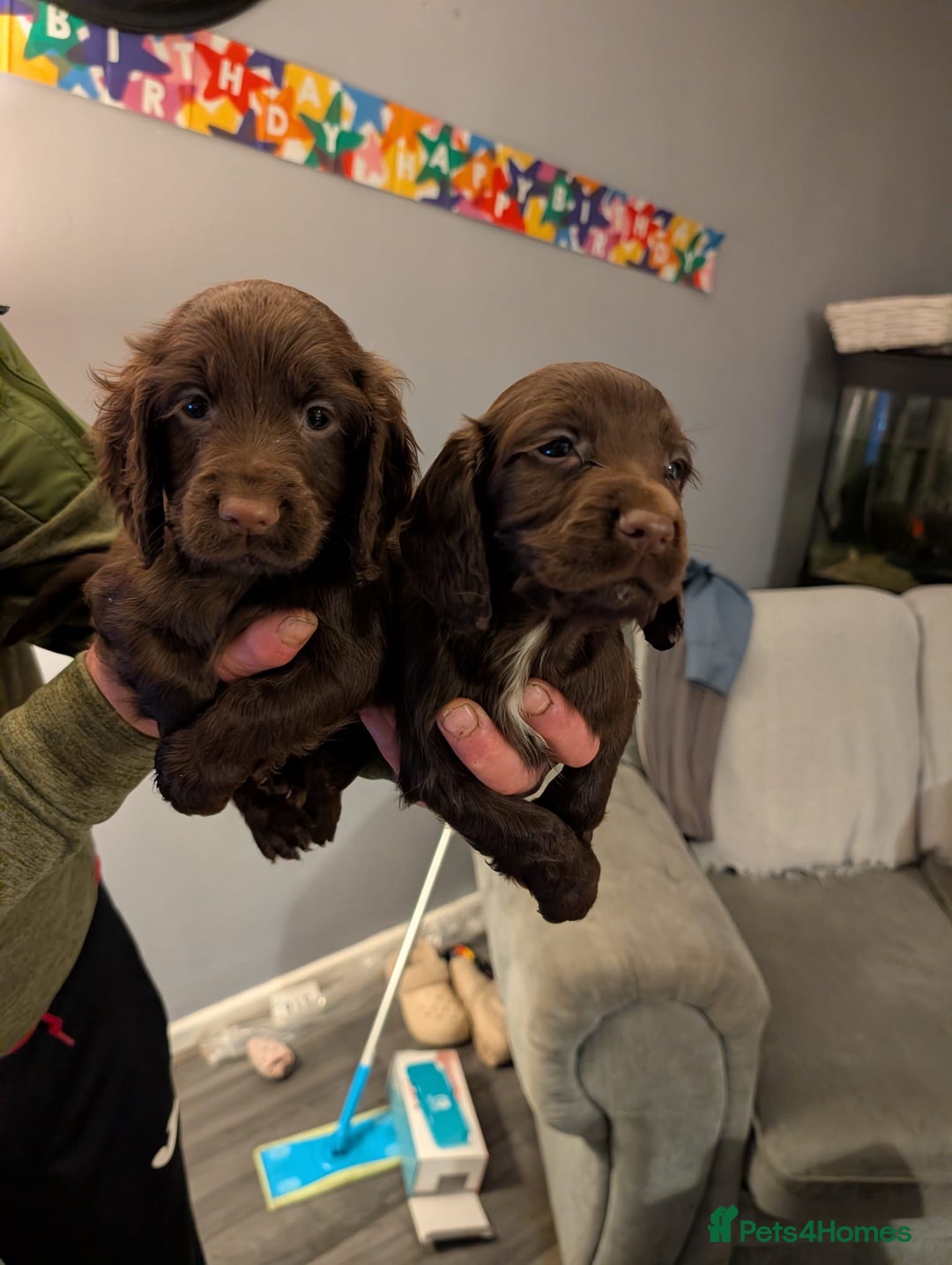 Cocker Spaniel dogs for sale: 2 Chocolate Cocker boys Working type 8 weeks old  - Advert 1