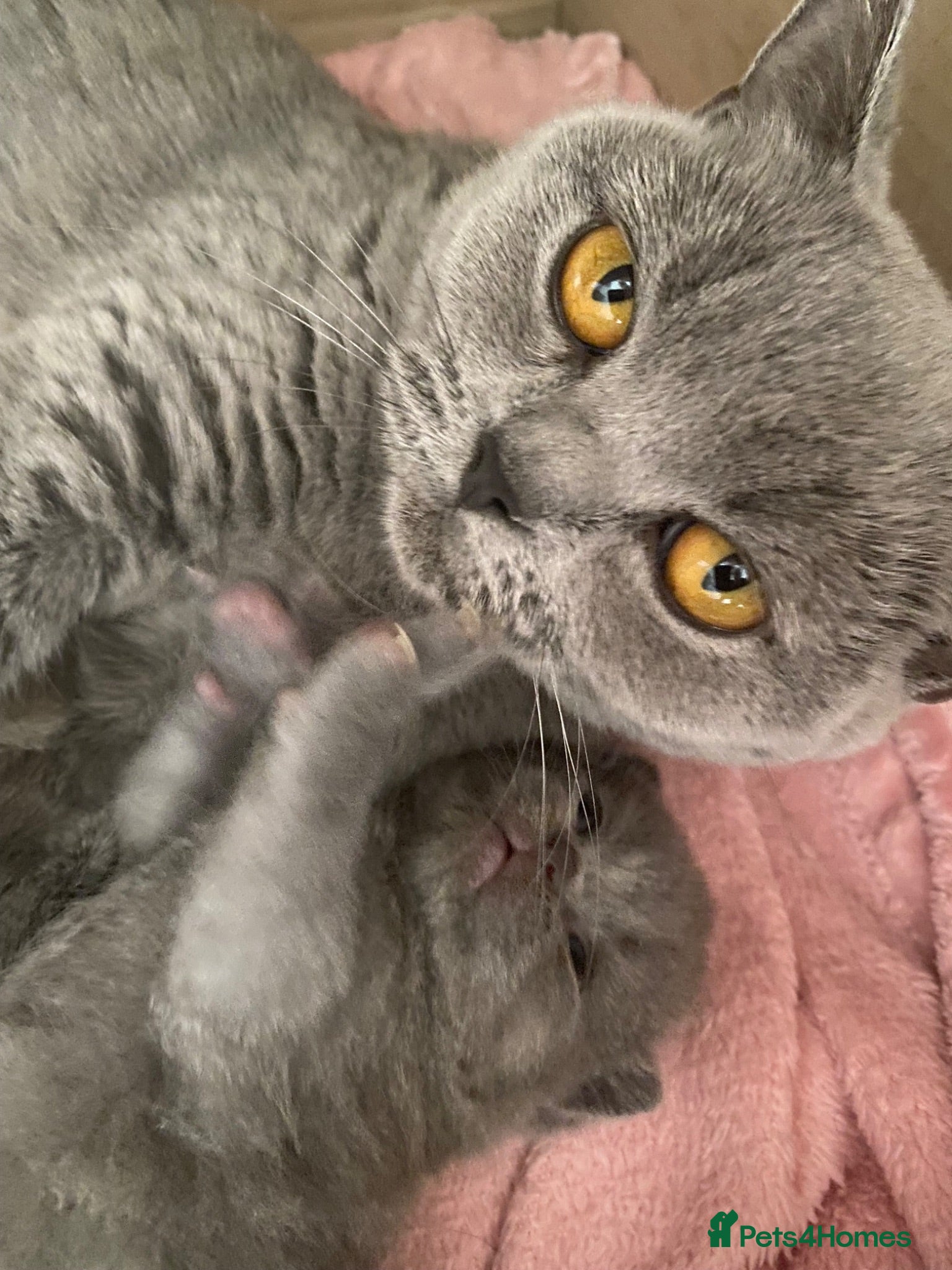 British Shorthair cats A Gccf Reg Blue BSH female - Advert 2