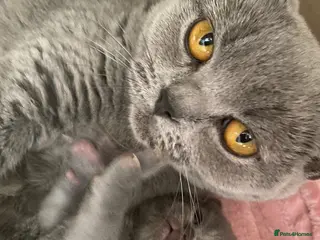 British Shorthair cats A Gccf Reg Blue BSH female - Advert 1