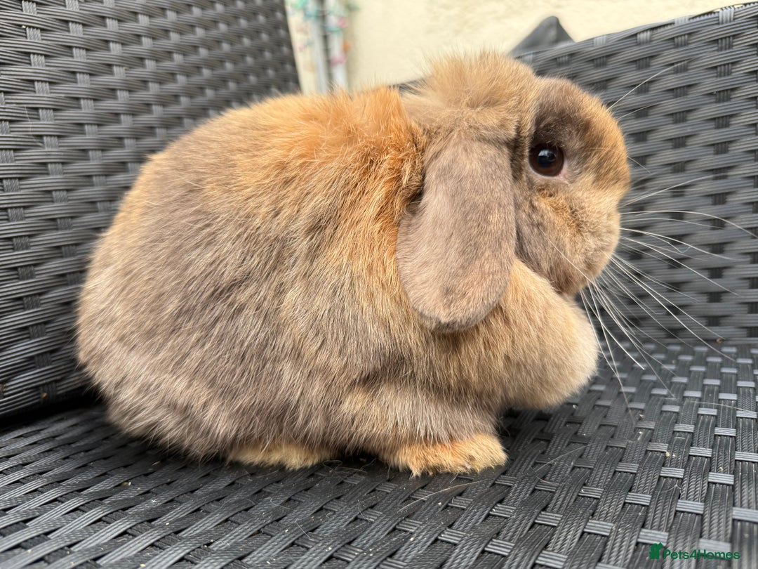 Mini Lop rabbits for sale: Chocolate Harli mini lop doe - Advert 3