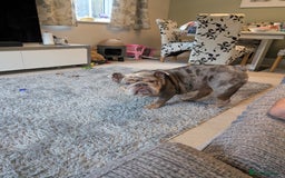 English Bulldog dogs for sale: Lovely English bulldog girl  - Image 10