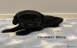 Cockapoo dogs for sale: Stunning F2 Cockapoo puppies fully DNA tested  - Image 24