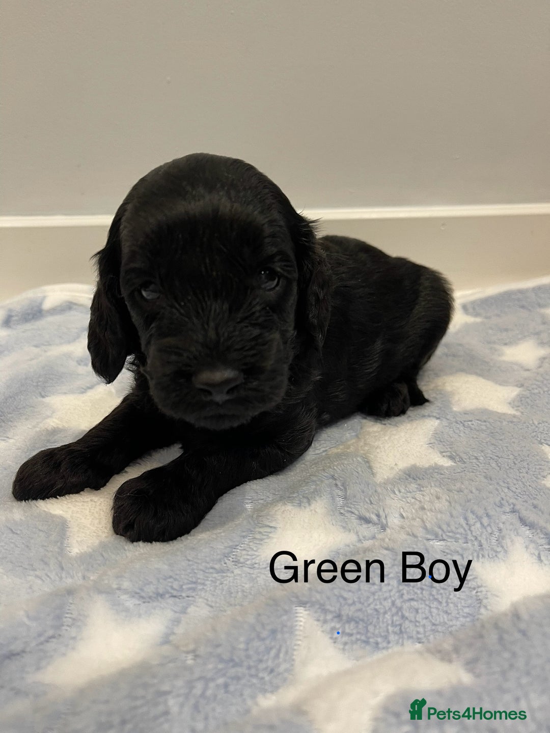 Cockapoo dogs for sale: Stunning F2 Cockapoo puppies fully DNA tested  - Image 24