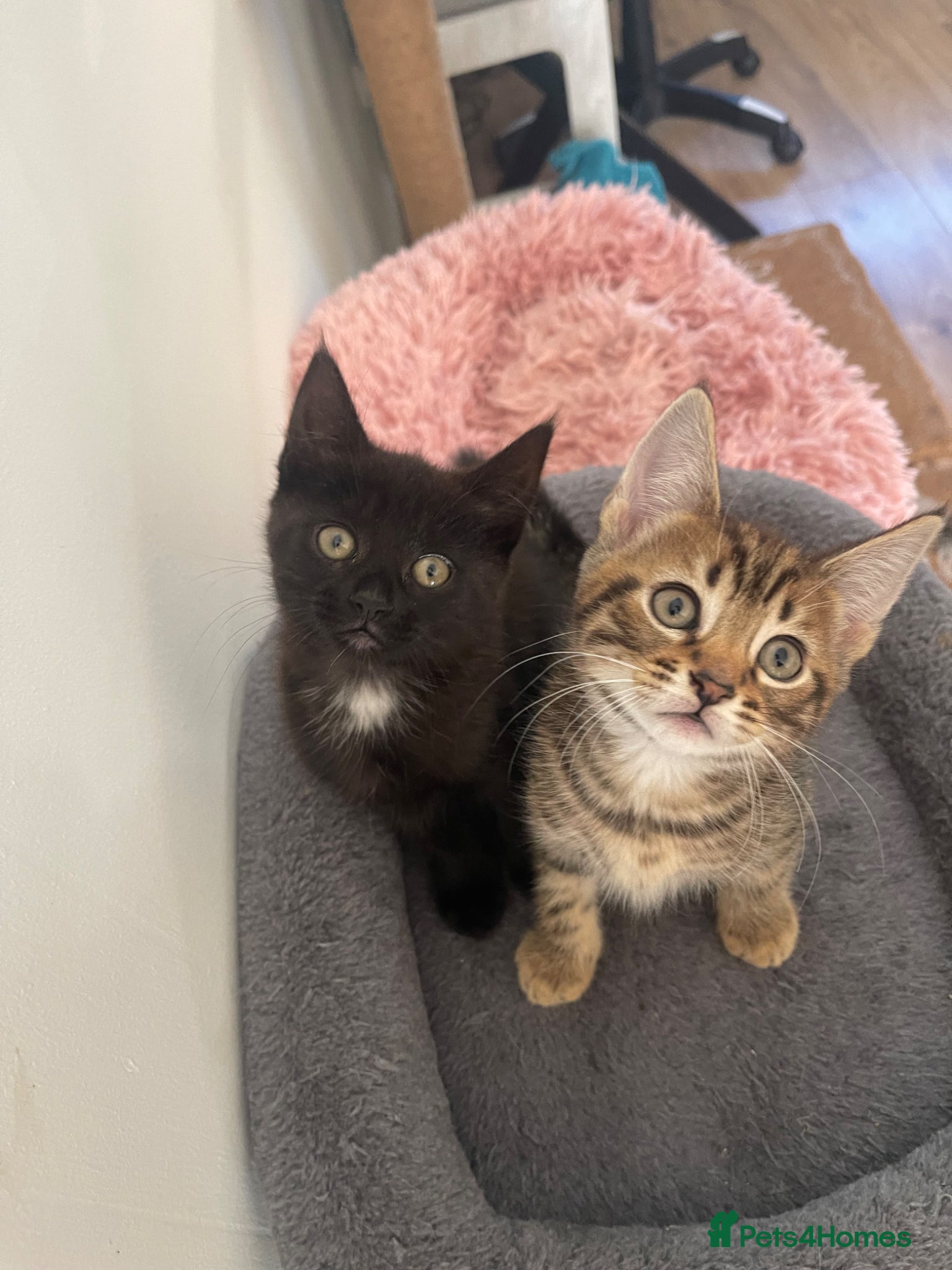 Mixed Breed cats TWO LEFT KITTENS  - Advert 15