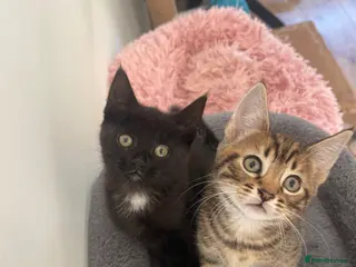 Mixed Breed cats TWO LEFT KITTENS - Advert 5