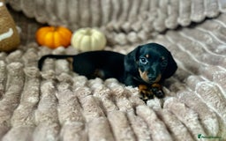 Dachshund dogs for sale: Dachshunds mini puppies   - Image 29