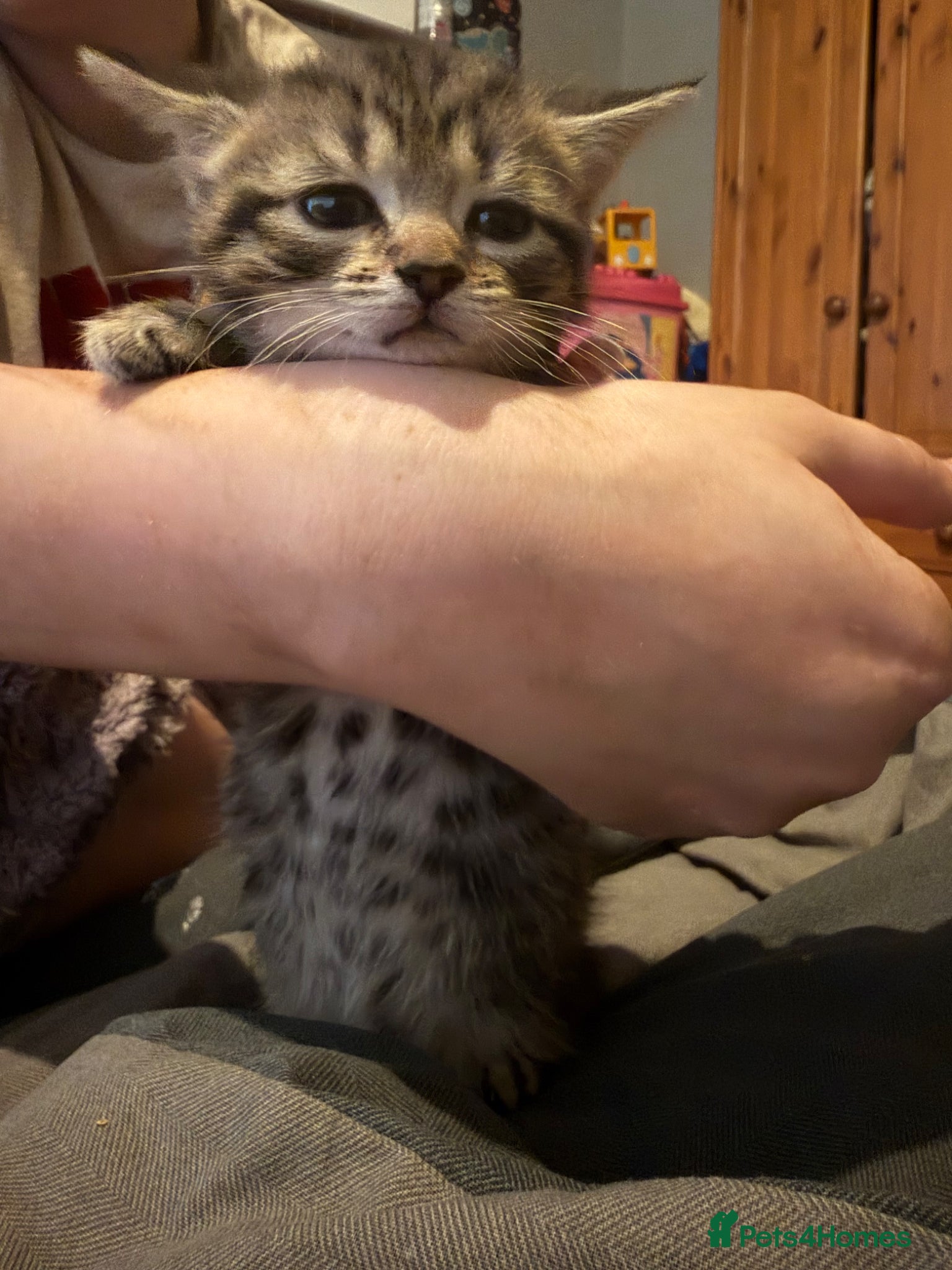 Mixed Breed cats for sale: Two tabby female kittens - Advert 10