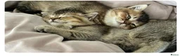 Mixed Breed cats for sale: Scottish fold in London - Advert 1