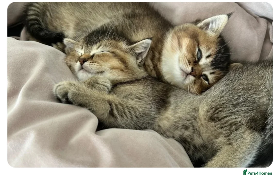 Mixed Breed cats for sale: Scottish fold in London - Advert 1