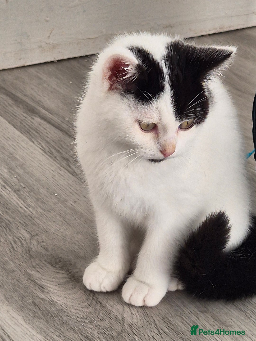 Selkirk Rex cats for sale: Tica reg  pedigree selkirk rex kittens ready now  - Advert 9