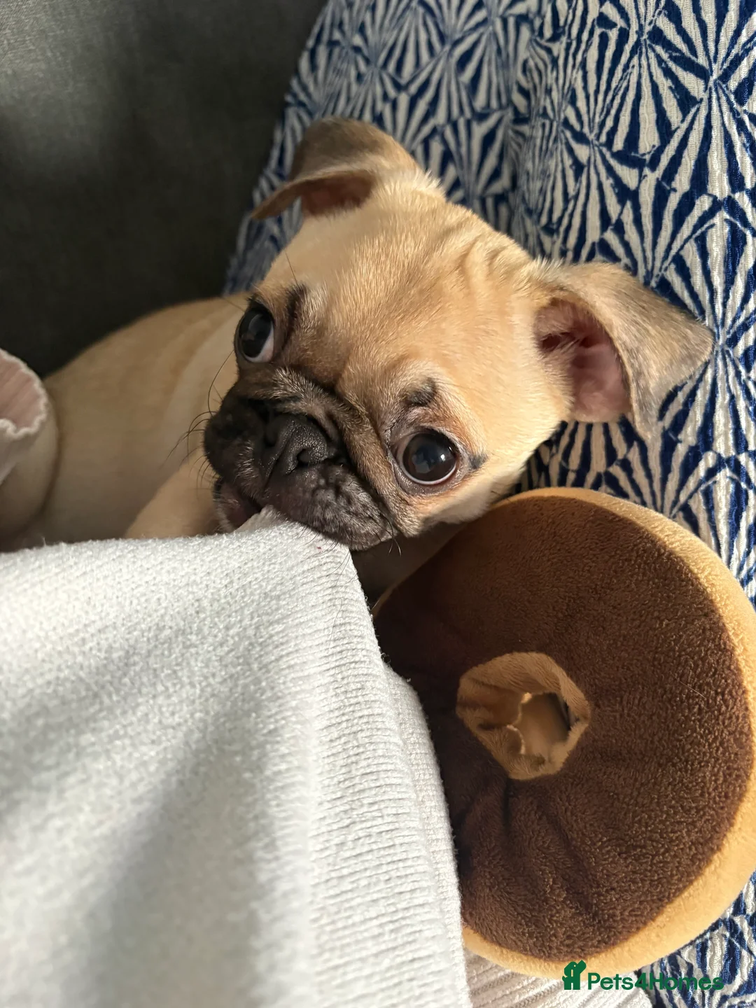 Pug dogs for sale: 5 month old pug boy looking for forever home - Advert 3