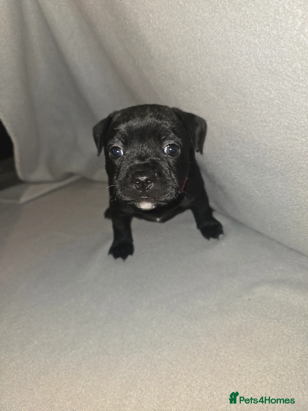 Staffordshire Bull Terrier dogs for sale: Staffordshire bullterrier (LAST 1 ) ready to go - Advert 37