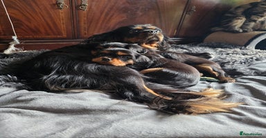 Cavalier King Charles Spaniel dogs - Advert 6