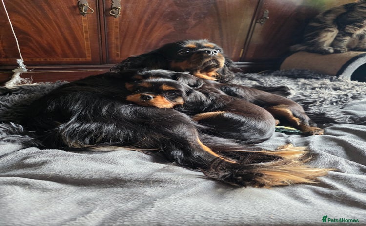 Cavalier King Charles Spaniel dogs - Advert 8