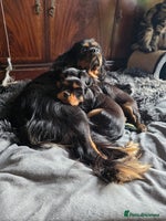 Cavalier King Charles Spaniel dogs - Advert 6